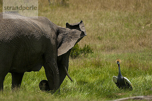 Graukronenkranich auf dem Nest  Elefanten verscheuchend  Ol Pejeta Conservancy; Kenia