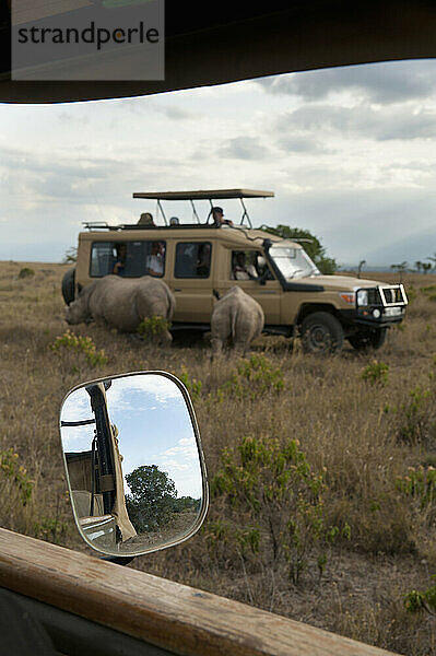 Touristenauto mit südlichen Breitmaulnashörnern daneben  Ol Pejeta Conservancy; Kenia