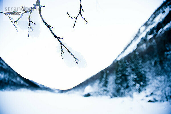 Alpine Winterlandschaft mit Schnee  Bergen und Kiefern  als Baum Zweige hängen über gefrorenen See; Ortnevik  Sognefjord  Norwegen