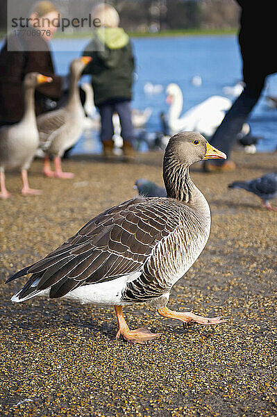 Eine Gans spaziert am Ufer der Serpentine  Kensington Gardens; London  England