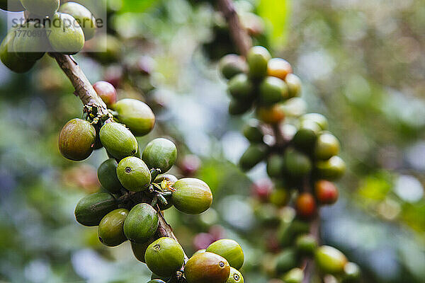 Kaffeeanbau im Hochland von Äthiopien; Äthiopien