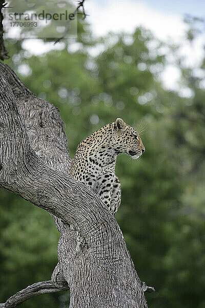 Leopard Okavango-Delta Botswana