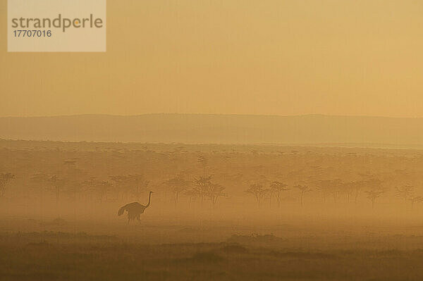 Silhouette eines Straußes in der Morgendämmerung  Ol Pejeta Conservancy; Kenia