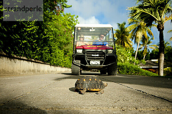 Menschen in einem Maultier warten auf eine Schildkröte auf der Insel Mustique  St. Vincent und die Grenadinen  Westindien