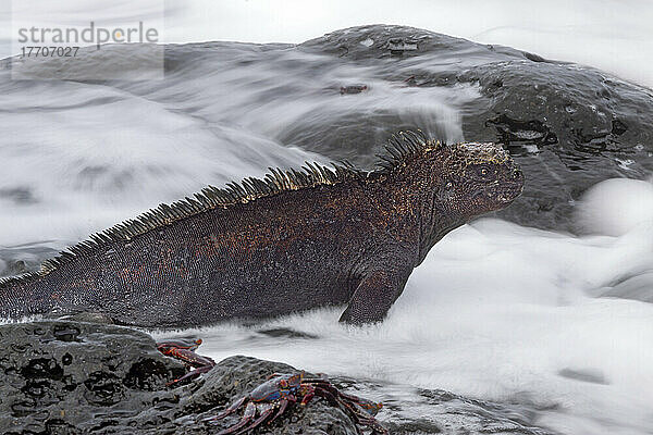 Dieser Meeresleguan (Amblyrhynchus cristatus) wurde fotografiert  als er die Meereswellen beobachtete  bevor er schwimmen ging; Santa Cruz Island  Galapagos-Inseln  Ecuador