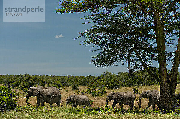 Line of Elephants Walking Past Acacia Tree In Ol Pejeta Conservancy; Kenia