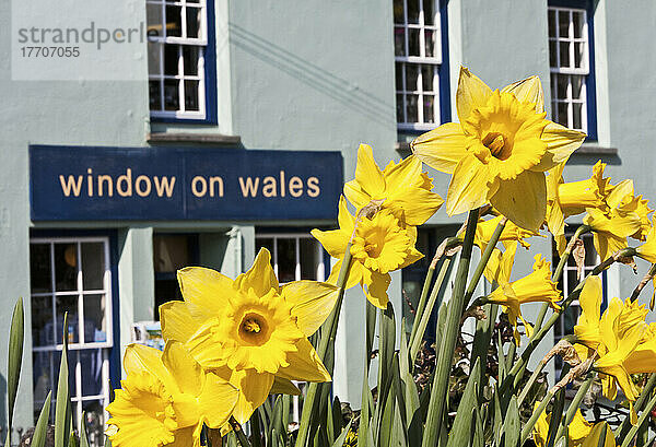 Blühende Narzissen mit Schaufenster eines Touristengeschäfts in Wales; St. David  Pembrokeshire  Wales