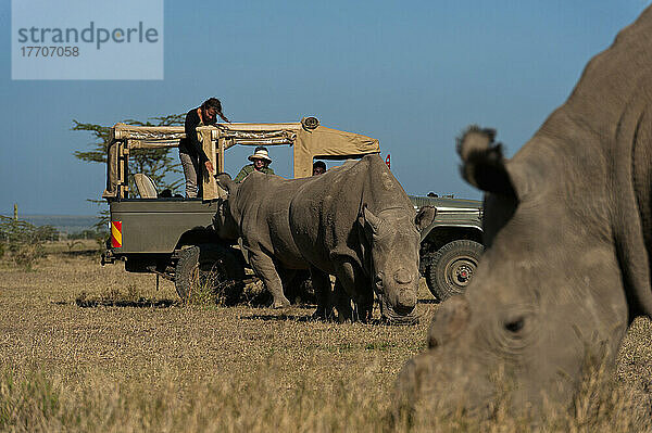 Touristen im Geländewagen betrachten Nördliche Breitmaulnashörner in einem speziellen Gehege  Ol Pejeta Conservancy; Kenia