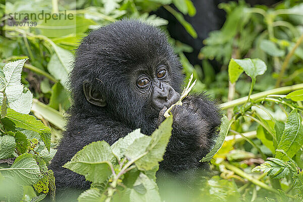 Ein junger Berggorilla  Gorilla beringei beringei  frisst Blätter von Pflanzen.