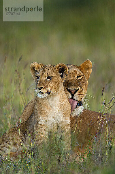 Löwin leckt Jungtier in der Abenddämmerung sauber  Ol Pejeta Conservancy; Kenia