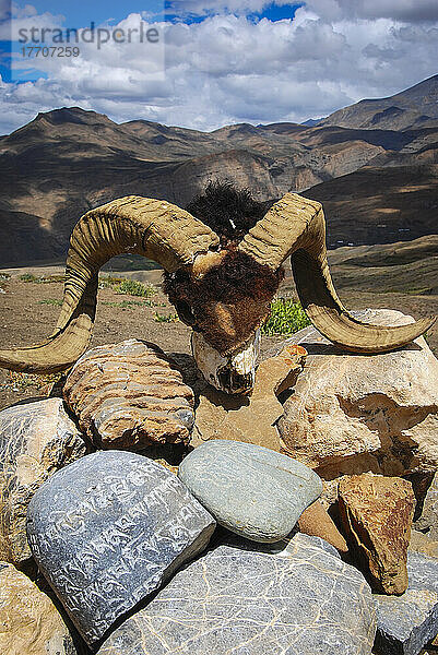 Yak-Schädel; Spiti-Tal  Indien