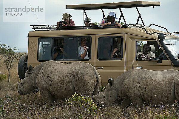 Touristenauto mit südlichen Breitmaulnashörnern daneben  Ol Pejeta Conservancy; Kenia