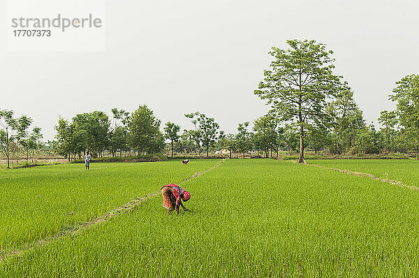 Eine Frau pflanzt Reis; Sauraha  Provinz Chitwan  Nepal