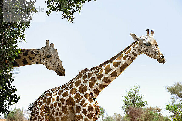 Eine Unterart der Giraffe  die sich durch ihre hellen Flecken auszeichnet  wurde im 19. Jahrhundert in den Sahel-Regionen Westafrikas gefunden; Südwest-Niger  letzte Herde der gefährdeten (Iucn 3.1) Westafrikanischen Giraffe (Giraffa Camelopardalis Peralta)