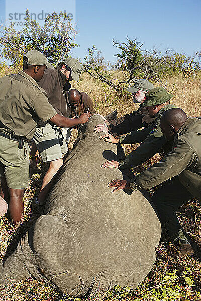 Nashornkerben  Phinda Private Game Reserve; Südafrika