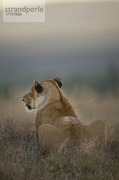 Löwin in der Abenddämmerung  Ol Pejeta Conservancy; Kenia