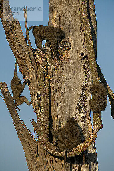 Pavianbabys beim Spielen im toten Baum  Ol Pejeta Conservancy; Kenia