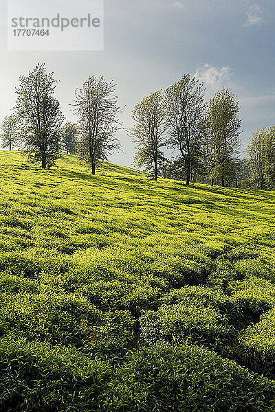 Teeplantage im westlichen Hochland; Äthiopien