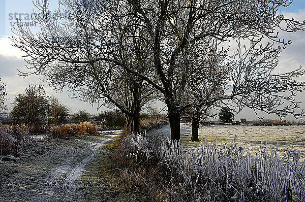 Wintermorgen auf dem North Oxford Canal Towpath  in der Nähe von Hillmorton; England