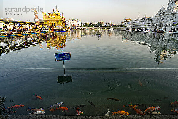 Der Goldene Tempel (Sri Harmandir Sahib) Gurdwara und Koi-Fische schwimmen im Sarovar (Nektarbecken); Amritsar  Punjab  Indien