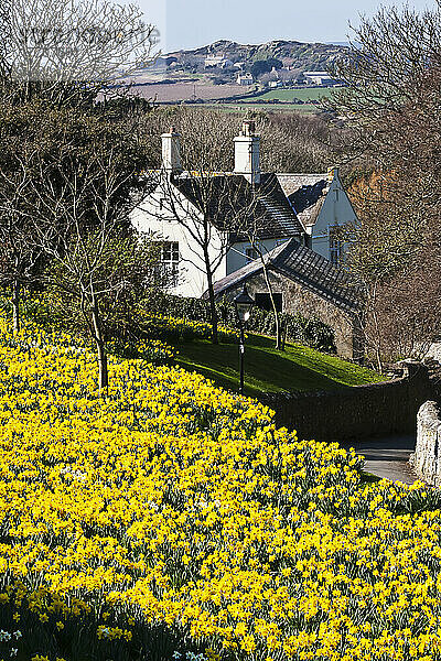 Blühende Narzissen auf dem Gelände der St. David's Cathedral; St. David  Pembrokeshire  Wales