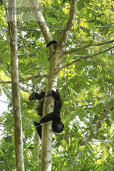 Ein Brüllaffe in einem Baum im Dschungel; Nicoya-Halbinsel  Costa Rica