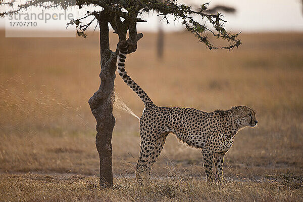 Männlicher Gepard besprüht Baum  um sein Revier zu markieren  Ol Pejeta Conservancy; Kenia