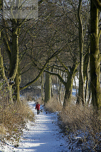 Eine Frau geht mit ihren Hunden auf der Stonyfields Lane im Winter spazieren; Sedgley  West Midlands  England