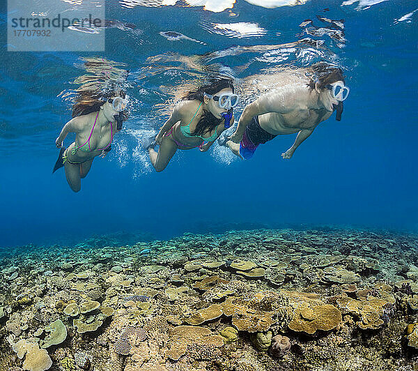 Schnorchler über einem gesunden  hartkorallenreichen Riff; Fidschi