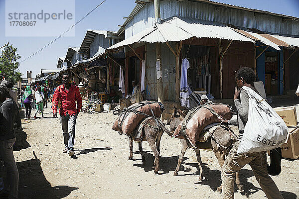 Esel  die Waren auf den lokalen Markt tragen; Mekele  Region Tigray  Äthiopien