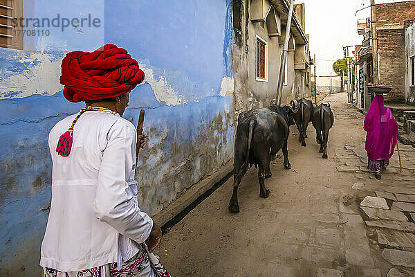 Mann mit rotem Turban und Wasserbüffel im Dorf Narlai im ländlichen Rajasthan  Indien; Narlai  Rajasthan  Indien
