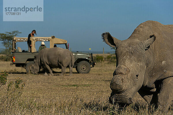 Touristen im Geländewagen betrachten Nördliche Breitmaulnashörner in einem speziellen Gehege  Ol Pejeta Conservancy; Kenia