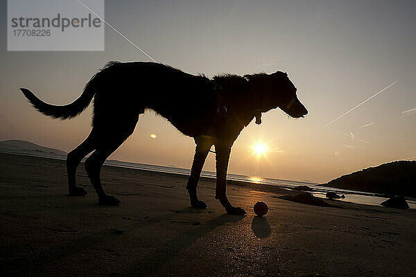 Ein Hund mit seinem Ball bei Sonnenuntergang am Whitesands Beach  Pembrokeshire Coast Path  Südwest-Wales; Pembrokeshire  Wales