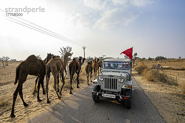 Kamelzug und Jeep in der Wüste Thar in Rajasthan  Indien; Rajasthan  Indien