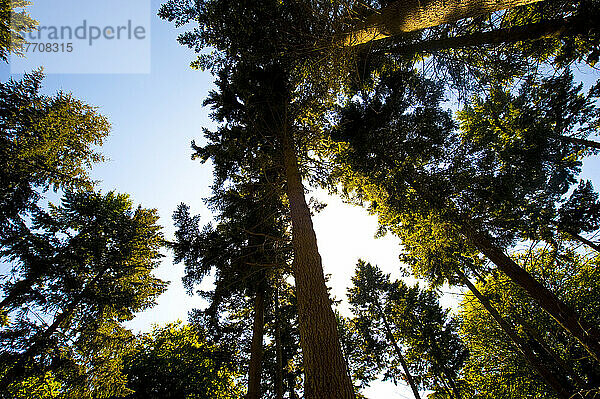 Pinienbäume im New Forest Nationalpark  Hampshire  Großbritannien