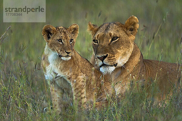 Löwin mit Jungtier in der Abenddämmerung  Ol Pejeta Conservancy; Kenia