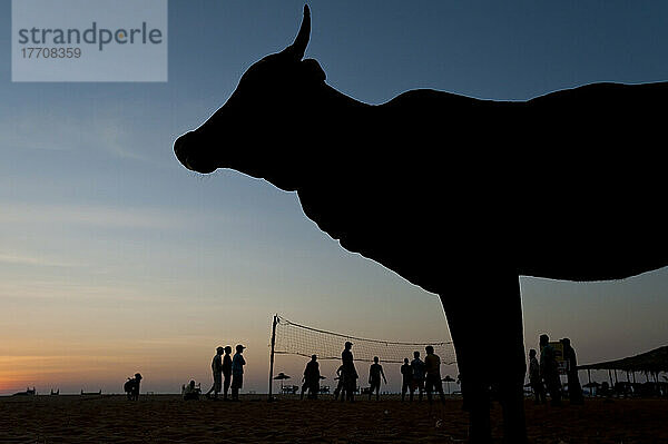 Silhouette einer Kuh vor einer Gruppe von Menschen  die in der Abenddämmerung am Strand Volleyball spielen; Goa  Indien