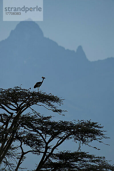 Graukronenkranich (Balearica Regulorum) in der Baumkrone vor dem Berg Kenia  Ol Pejeta Conservancy; Kenia