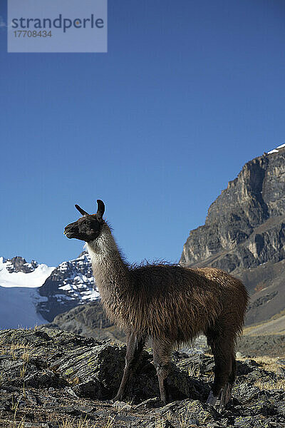 Lama in der Cordillera Real Bolivien