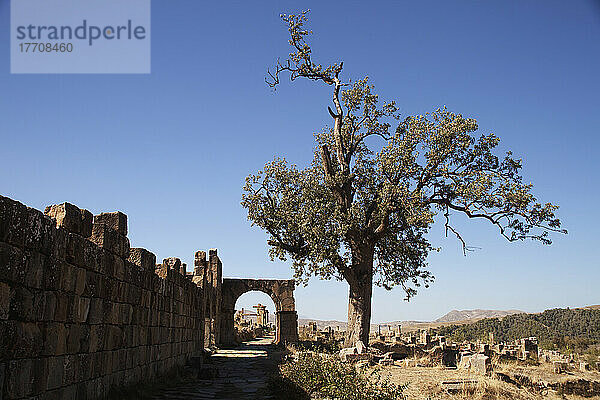 Römische Ruinen neben dem Severer-Tempel; Djemila  Algerien