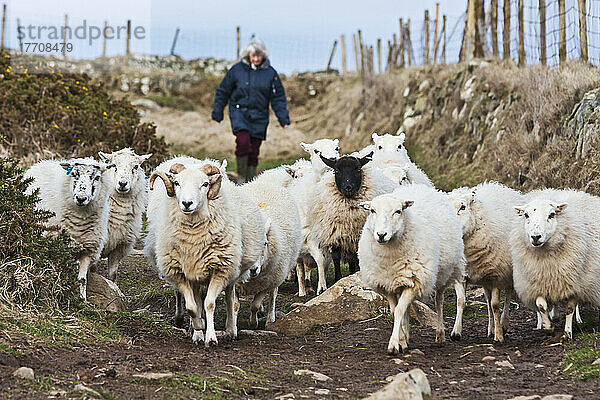 Schaf und Wanderer auf einem Pfad in der Nähe des Strandes Traeth Llyfn auf dem Pembrokeshire-Küstenpfad  Südwest-Wales; Pembrokeshire  Wales