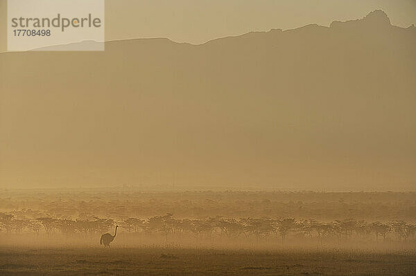 Silhouette eines Straußes in der Morgendämmerung vor dem Berg Kenia  Ol Pejeta Conservancy; Kenia