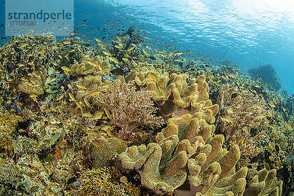 Weich- und Steinkorallen konkurrieren in diesem philippinischen Riff um Platz und Plankton zusammen mit schwimmenden Anthias; Philippinen