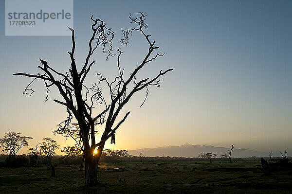 Silhouette eines toten Akazienbaums (von Elefanten getötet) in der Morgendämmerung mit dem Berg Kenia im Hintergrund  Ol Pejeta Conservancy; Kenia