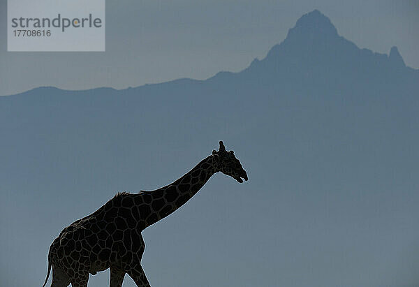 Silhouette der Giraffe vor dem Berg Kenia  Ol Pejeta Conservancy; Kenia