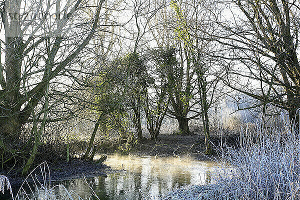 Water Meadows in der Morgendämmerung; Winchester  Hampshire  England