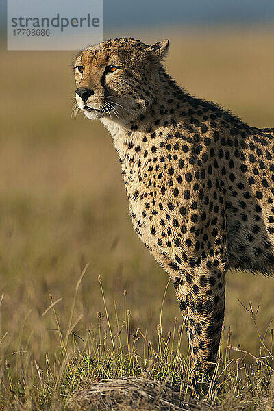 Gepard  Ol Pejeta Conservancy; Kenia