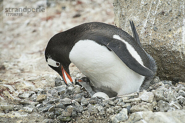 Eselspinguin (Pygoscelis papua) mit einem Pinguinküken und einem Ei in einer Kolonie bei Brown Bluff  Antarktis; Antarktis