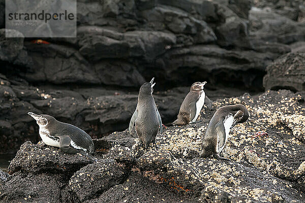 Galapagos-Pinguine  die sich auf einer vulkanischen Felsformation an der Küste ausruhen und putzen; Pazifischer Ozean  Galapagos-Inseln  Ecuador