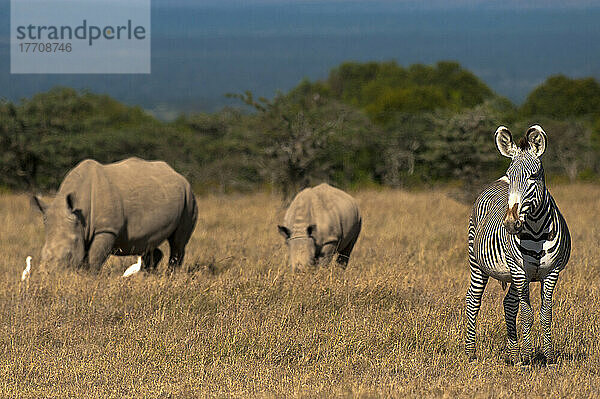 Grevys Zebra und Südliches Breitmaulnashorn mit Baby in speziellem Nashorngehege  Ol Pejeta Conservancy; Kenia
